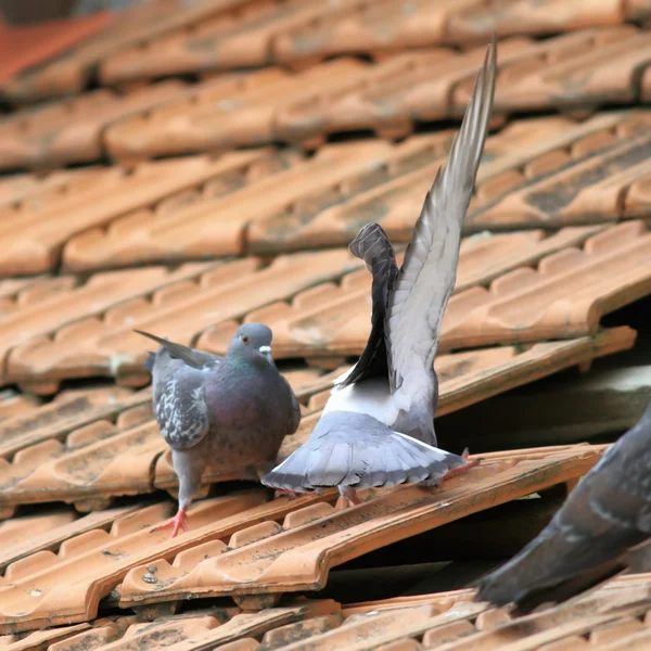 Fighting birds on roof — Stock Photo, Image