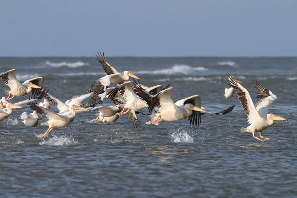 Flock of great pelicans taking flight — Stock Photo, Image