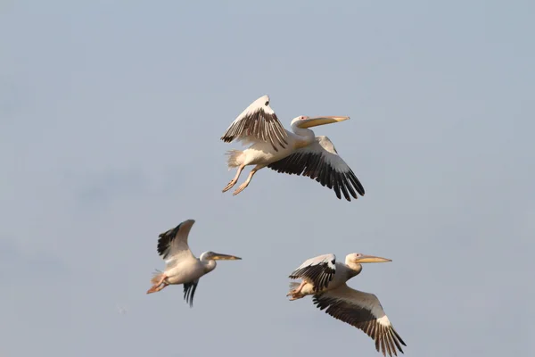 Beautiful birds in flight — Stock Photo, Image