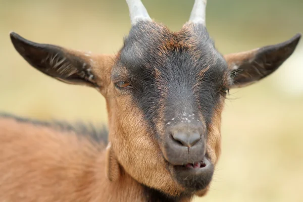 Portrait of funny goat chewing — Stock Photo, Image