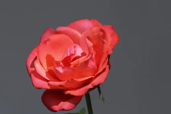 Beautiful red rose on grey background — Stock Photo, Image