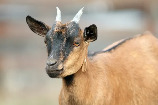 Brown goat ram — Stock Photo, Image