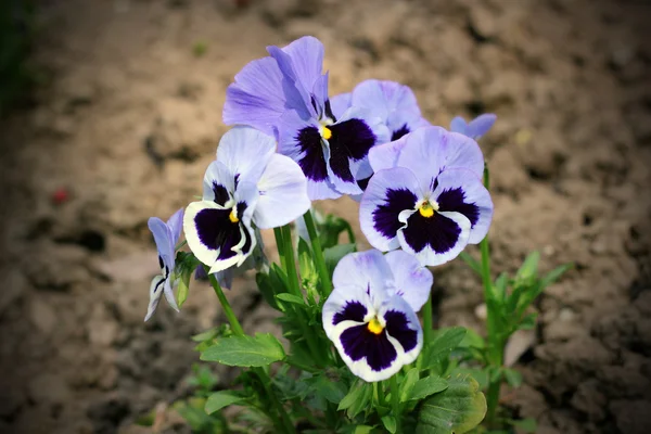 Bunte Stiefmütterchen-Blüten — Stockfoto