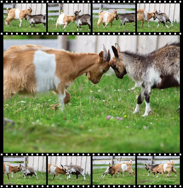 Sequences of two rams fight — Stock Photo, Image
