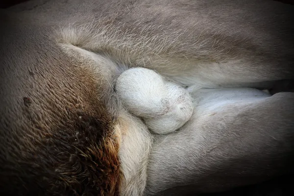 Deer testicles — Stock Photo, Image