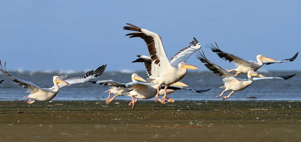 Pelicans taking off from sea shore — Stock Photo, Image
