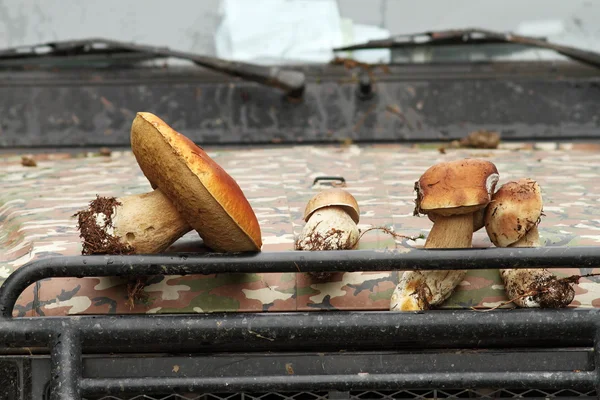 Porcini from the forest on truck bonnet — Stock Photo, Image