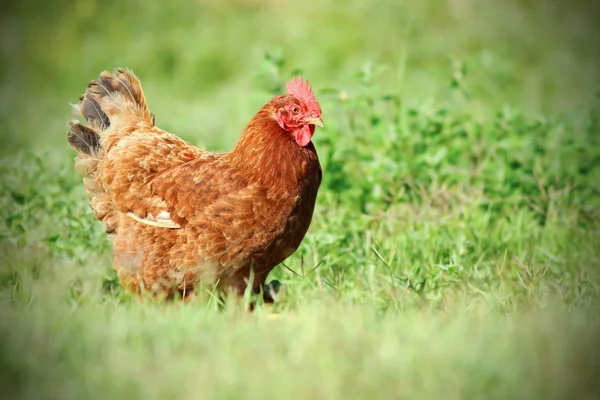 Красочная курица на зеленом лугу — стоковое фото