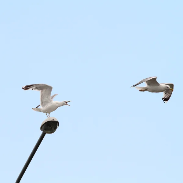 Gulls arguing for electric post — Stock Photo, Image