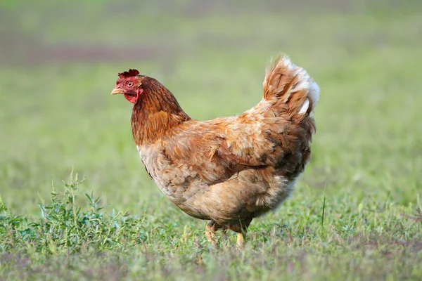 Hen in the garden — Stock Photo, Image