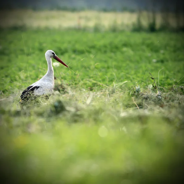 Cegonha branca no campo verde — Fotografia de Stock