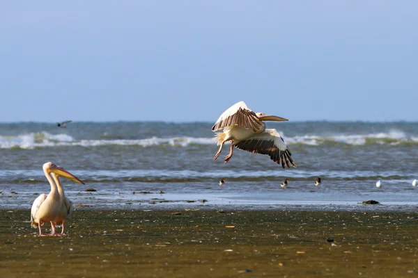 Dove stai andando? — Foto Stock