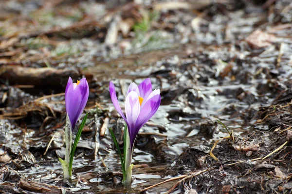 Crocus sativus growing in small water — Stock Photo, Image