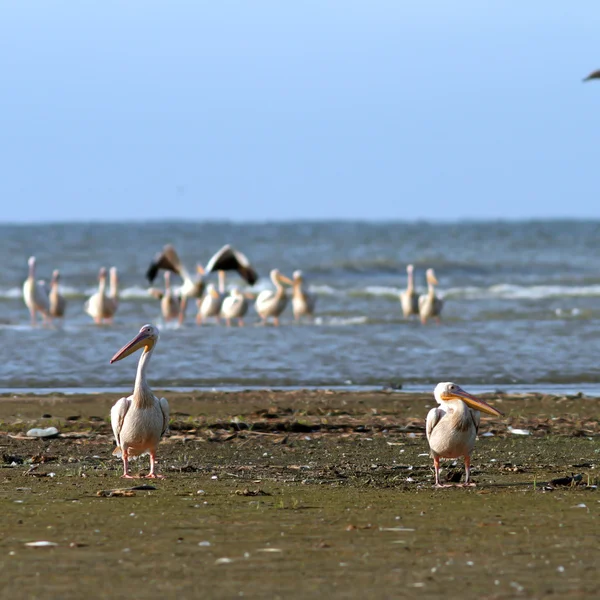 Dois pelicanos na praia — Fotografia de Stock