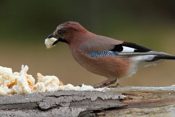 European jay attracted with bread — Stock Photo, Image