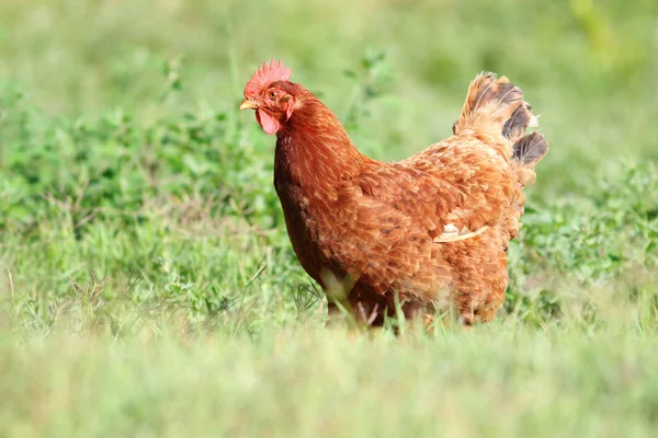 big hen in the green turf