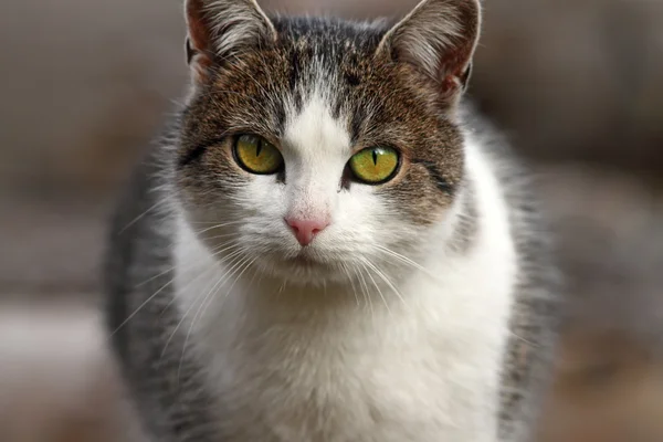 Retrato de gato doméstico — Fotografia de Stock