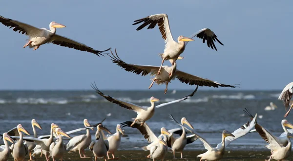 Flock of pelicans taking flight at Sahalin — Stock Photo, Image
