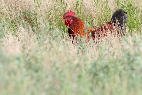 Big rooster hiding in the grass — Stock Photo, Image
