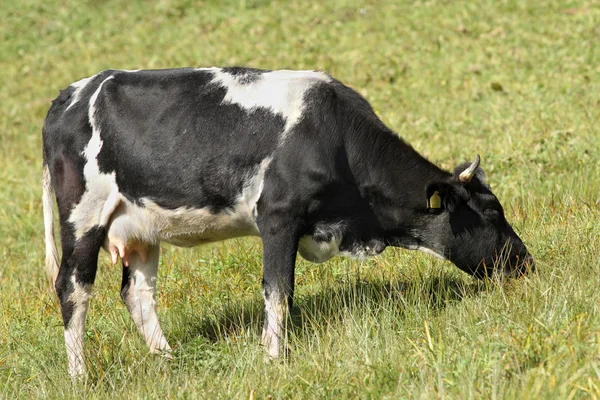 Holstein krowy pasące się na łące — Zdjęcie stockowe