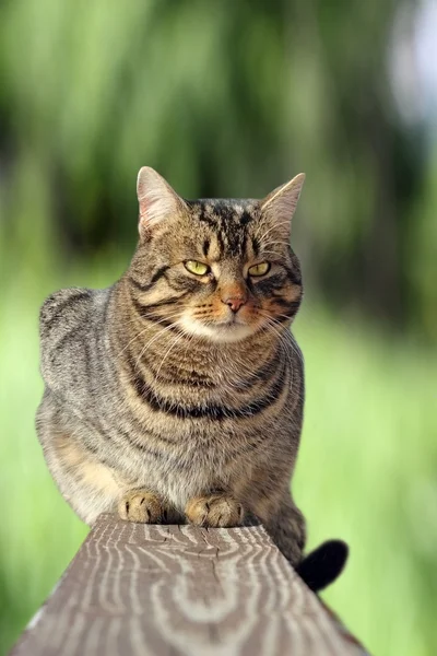 Gato na cerca sobre fundo verde — Fotografia de Stock