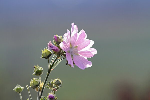 malva sylvestris in bloom