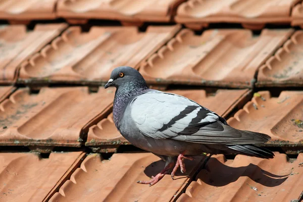 Pigeon walking on roof tiles — Stock Photo, Image