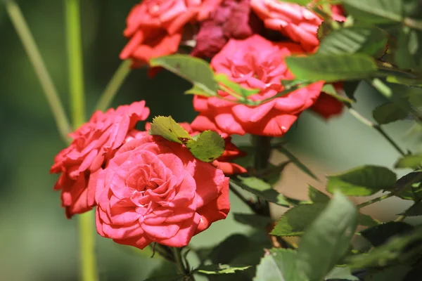 Rosa roser i hagen – stockfoto