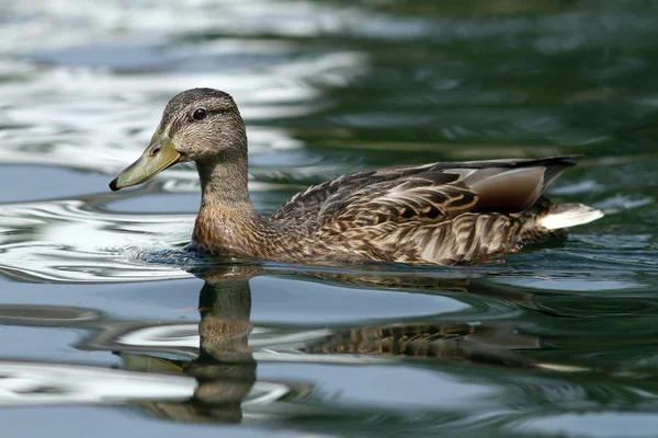 Kobieta krzyżówka kaczki na wodzie — Zdjęcie stockowe
