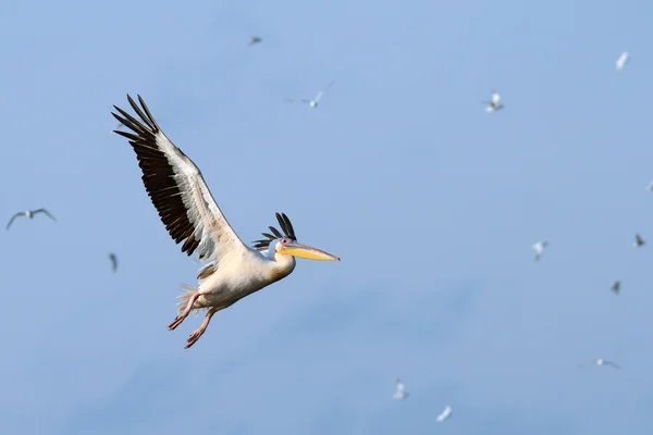 Gran pelícano volando sobre el cielo — Foto de Stock