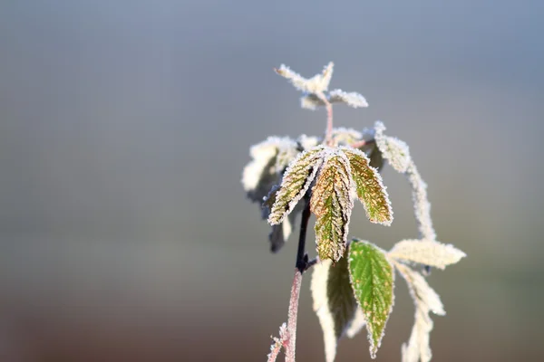 Rime on raspberry leafs — Stock Photo, Image