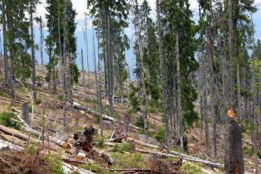 görüntü afted ormansızlaşma