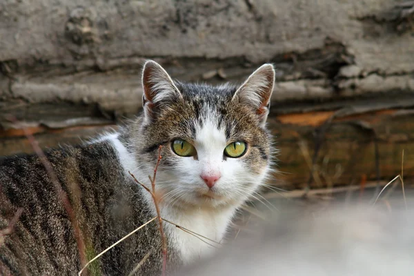 Gato mosqueado doméstico — Fotografia de Stock