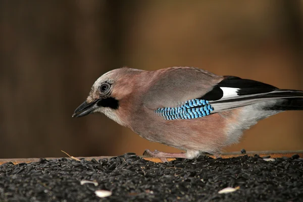 Jay at feeding station — Stock Photo, Image