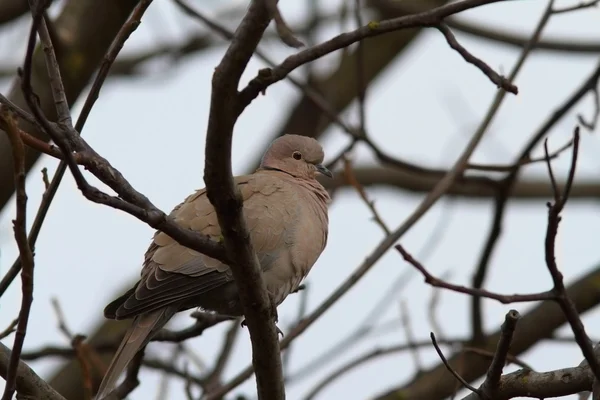 Turtledove in the tree in winter — Stock Photo, Image