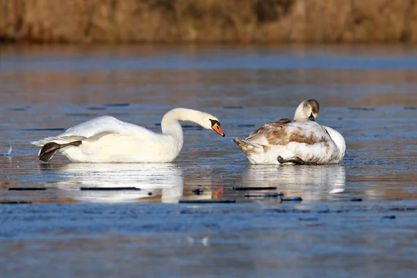 氷の上の白鳥 — ストック写真