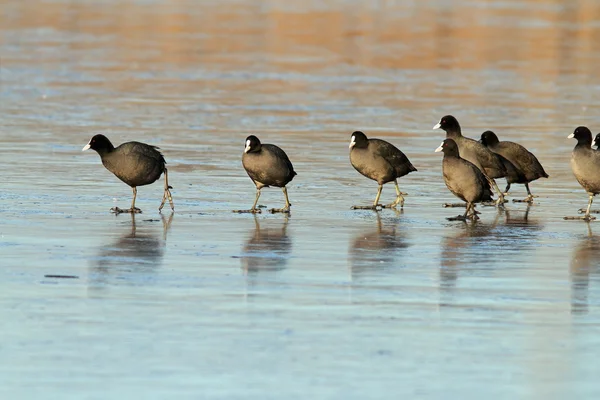 Common coots walking on ice Royalty Free Stock Images