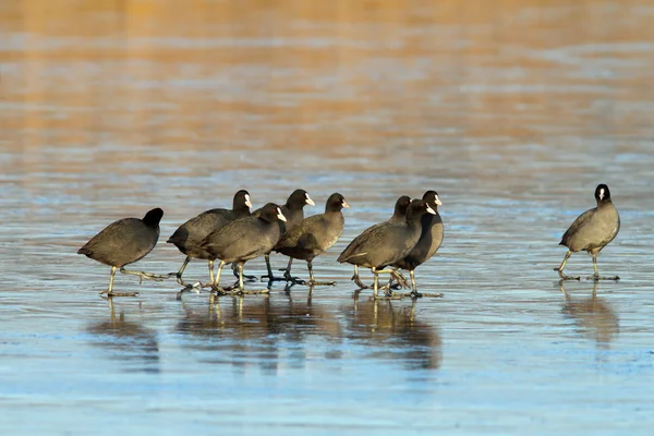 Flock of coots walking on frozen lake — Stock Photo, Image