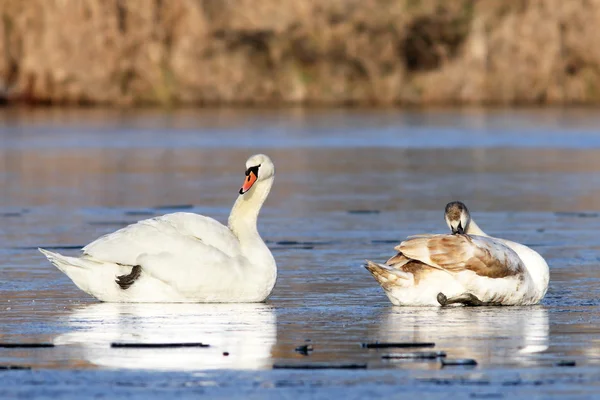 Familie der Höckerschwäne — Stockfoto