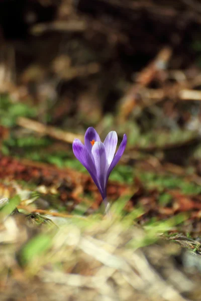 Wiosna dzikich górskich kwiatów — Zdjęcie stockowe