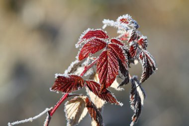 Ahududu in Rime'ı ile kapalı bırakır