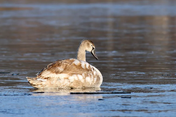 Juvenile mute swan on icy surface — Stockfoto