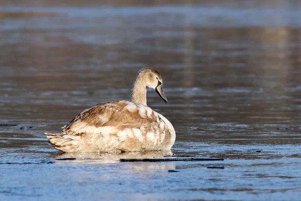 Juvenil mute swan buzlu yüzeyi — Stok fotoğraf