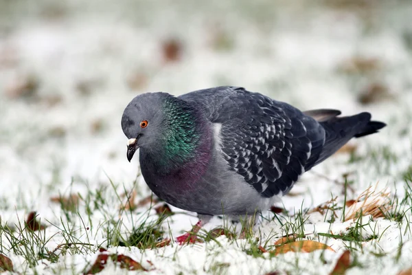 Paloma buscando comida en la nieve — Foto de Stock