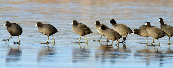 Coots seguindo o líder — Fotografia de Stock