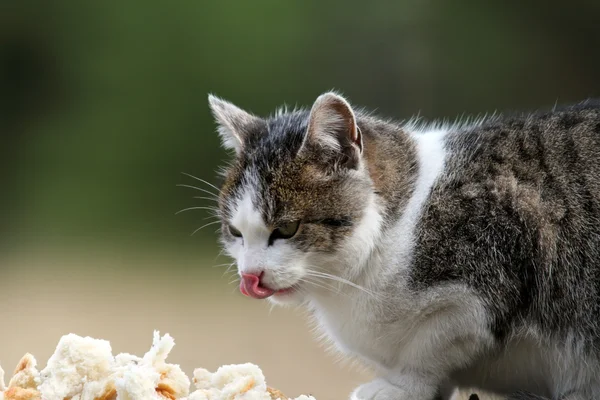 Hungry cat — Stock Photo, Image