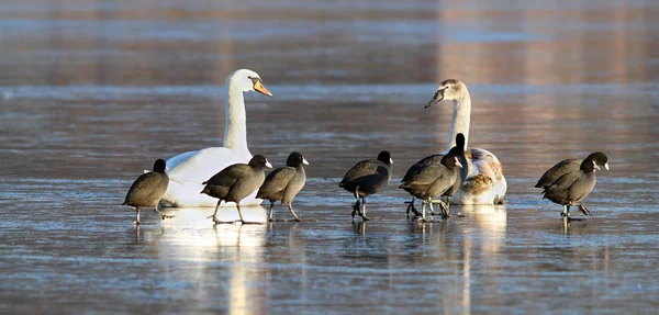 Cisnes mudos e galinhas juntos no gelo — Fotografia de Stock