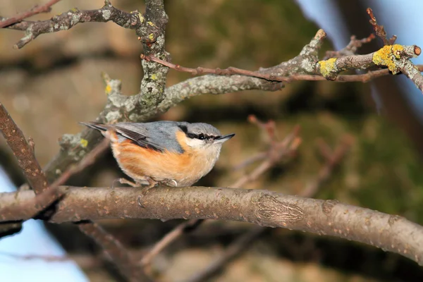 Sitta europaea — Foto de Stock