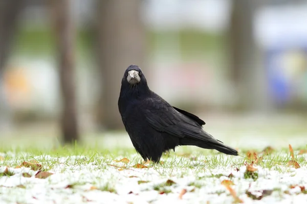 Corvus frugilegus w parku — Zdjęcie stockowe