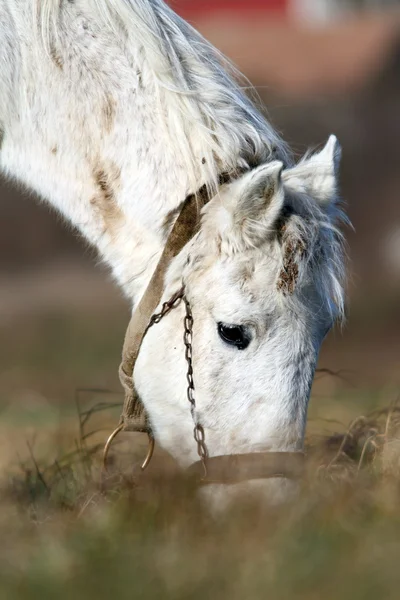 Подробности выпаса белых лошадей — стоковое фото